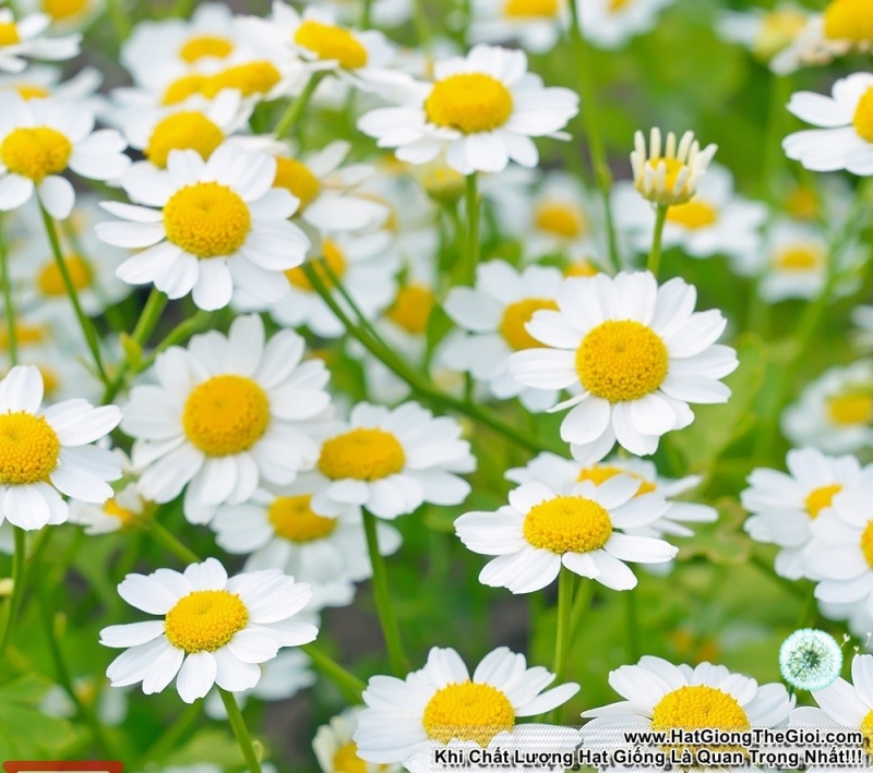 hat giong co thom feverfew cuc tana   tri dau nua dau  tanacetum parthenium