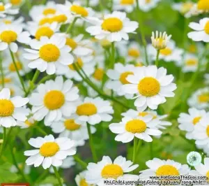 Hạt Giống Cỏ Thơm Feverfew Cúc TANA (Tanacetum parthenium)