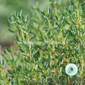 Hạt Giống Cỏ Xạ Hương Thyme