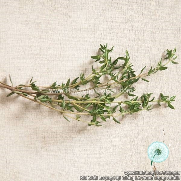 hat giong co xa huong thyme summer