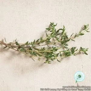Hạt Giống Cỏ Xạ Hương Thyme Summer