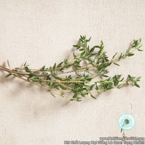 hat giong co xa huong thyme summer