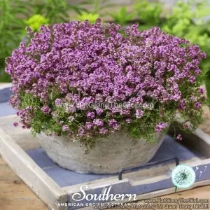 Hạt Giống Cỏ Xạ Hương Trang Trí Creeping Thyme