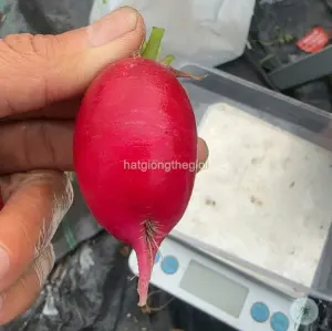 Hạt Giống Củ Cải Cherry Đỏ Oval TG436