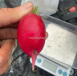hat giong cu cai cherry do oval tg436