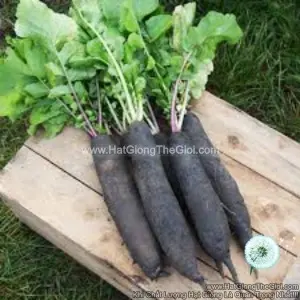 Hạt Giống Củ Cải Đen Dài