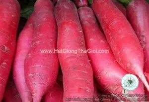Hạt Giống Củ Cải Đỏ Dài F1 TG339