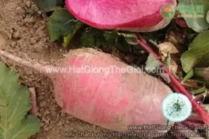 Hạt Giống Củ Cải Đỏ Dài TG338