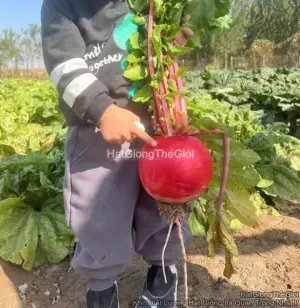 Hạt Giống Củ Cải Thần Tài Chưng Chậu