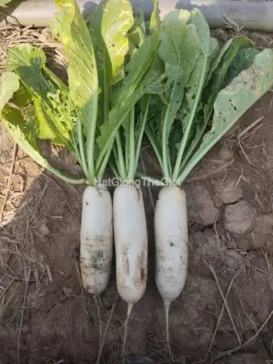 Hạt Giống Củ Cải Trắng (Raphanus sativus)