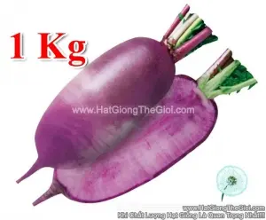 Hạt Giống Củ Cải Vua 1KG F1 TG56