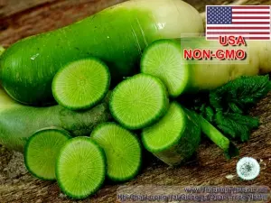 Hạt Giống Củ Cải Xanh - KIMCHI (Raphanus sativus)