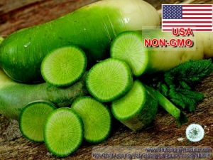 hat giong cu cai xanh   kimchi  raphanus sativus