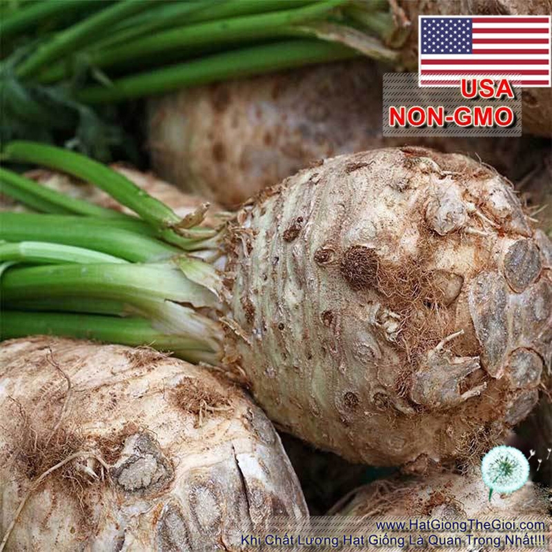 hat giong cu can tay celeriac   usa  apium graveolens