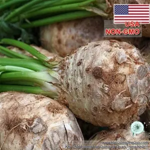 Hạt Giống Củ Cần Tây Celeriac - USA (Apium graveolens)