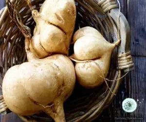Hạt Giống Củ Đậu (Pachyrhizus erosus)
