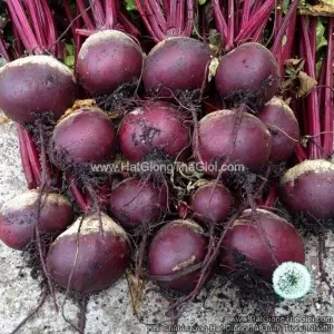 Hạt Giống Củ Dền Củ To Chịu Nhiệt TG324