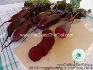 Hạt Giống Củ Dền Dài Đỏ Đậm TG345