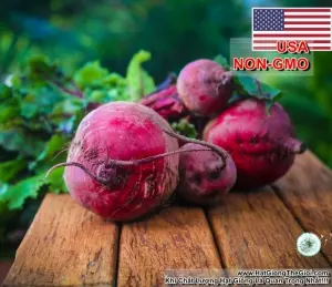 Hạt Giống Củ Dền Đỏ - Detroit (Beta vulgaris)