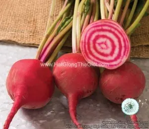 Hạt Giống Củ Dền Phi Tiêu Ý
