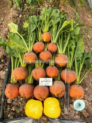 Hạt Giống Củ Dền Vàng Boldor F1