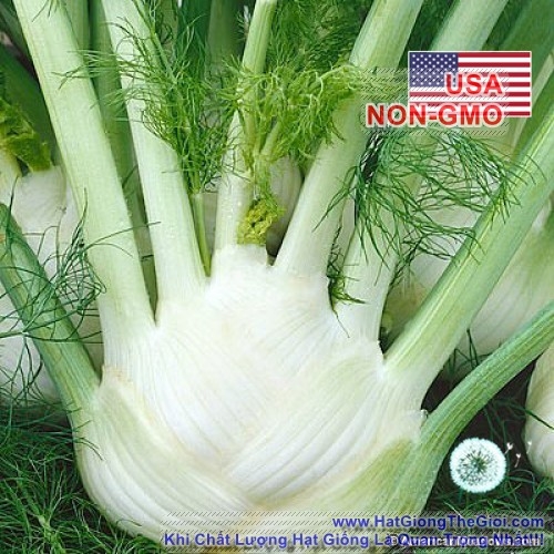 hat giong cu hoi cu thi la fennel   finnocchio  foeniculum vulgare