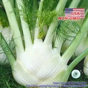 Hạt Giống Củ Hồi, Củ Thì Là Fennel - Finnocchio (Foeniculum vulgare)