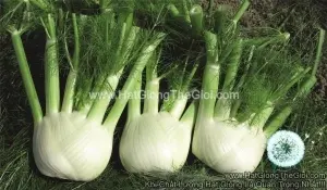 Hạt Giống Củ Hồi Fennel Rondo F1