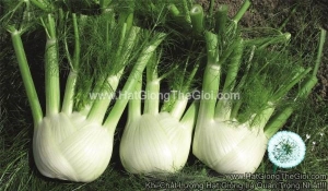 hat giong cu hoi fennel rondo f1