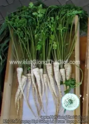 Hạt Giống Củ Ngò Tây Parsley