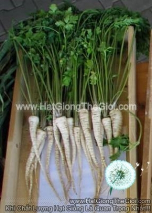 hat giong cu ngo tay parsley