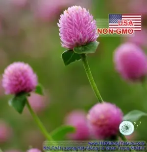Hạt Giống Cúc Bách Nhật - Salmon (Gomphrena globosa)