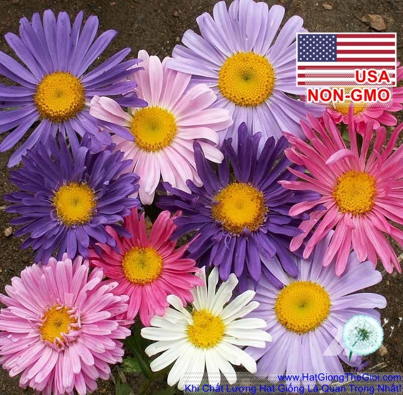 hat giong cuc da lat   mix nhieu mau  callistephus chinensis