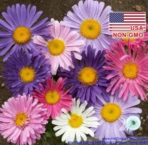 Hạt Giống Cúc Đà Lạt - Mix Nhiều Màu (Callistephus chinensis)