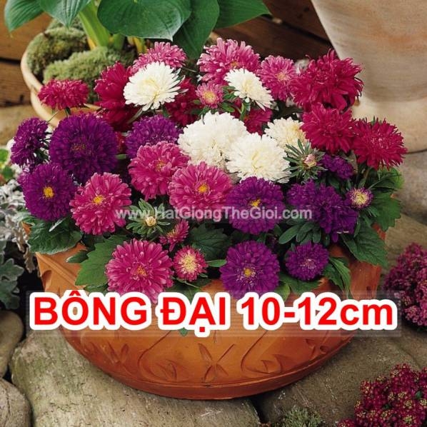 hat giong hoa cuc dai loan bong dai 12cm lun milady