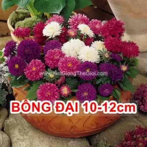 Hạt Giống Hoa Cúc Đài Loan BÔNG ĐẠI 12CM Lùn Milady