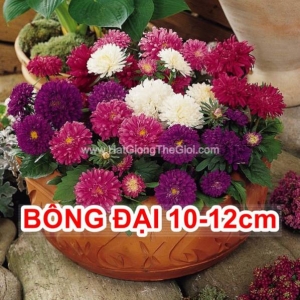 hat giong hoa cuc dai loan bong dai 12cm lun milady