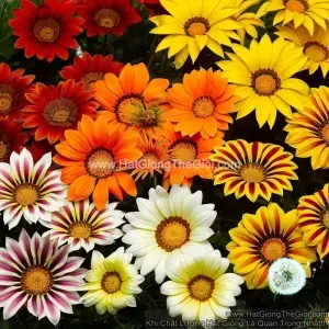 Hạt Giống Cúc Huân Chương Mix Màu