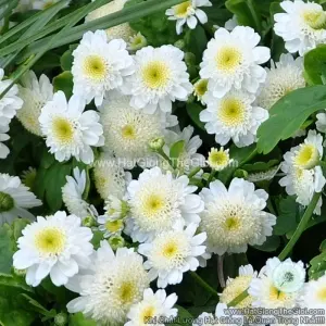 Hạt Giống Cúc Tana Lùn Kép Cuộn Star