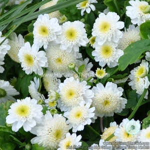 hat giong cuc tana lun kep cuon star