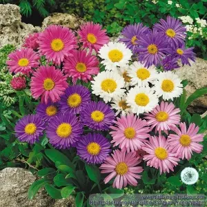 Hạt Giống Cúc Thạch Thảo - Mix Nhiều Màu (Aster Alpinus)