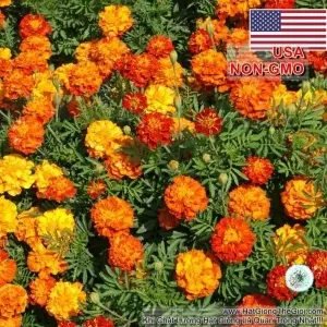 Hạt Giống Hoa Cúc Vạn Thọ Lùn 30cm - Mix Sparky (Tagetes patula)