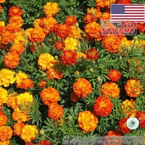 hat giong hoa cuc van tho lun 30cm   mix sparky  tagetes patula