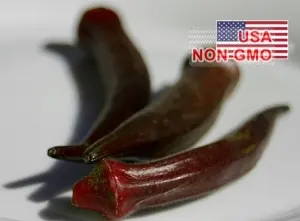 Hạt Giống Đậu Bắp - Đỏ Chịu Nhiệt Burgundy (Abelmoschus esculentus)