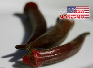 hat giong dau bap   do chiu nhiet burgundy  abelmoschus esculentus
