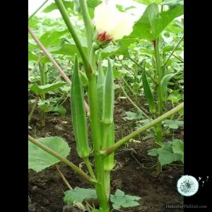 Hạt Giống Đậu Bắp Xanh (Abelmoschus esculentus)