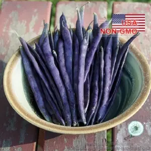 Hạt Giống Đậu Cove Leo Tím Royal (Phaseolus vulgaris)