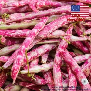 Hạt Giống Đậu Cove - Bụi Vân Đỏ Taylor (Phaseolus vulgaris)