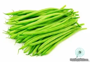 Hạt Giống Đậu Cove Leo Hạt Đen (Phaseolus vulgaris)