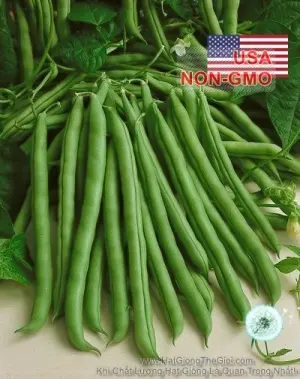 Hạt Giống Đậu Cove - Leo Ngọt Diệu Kỳ Kentucky (Phaseolus vulgaris)